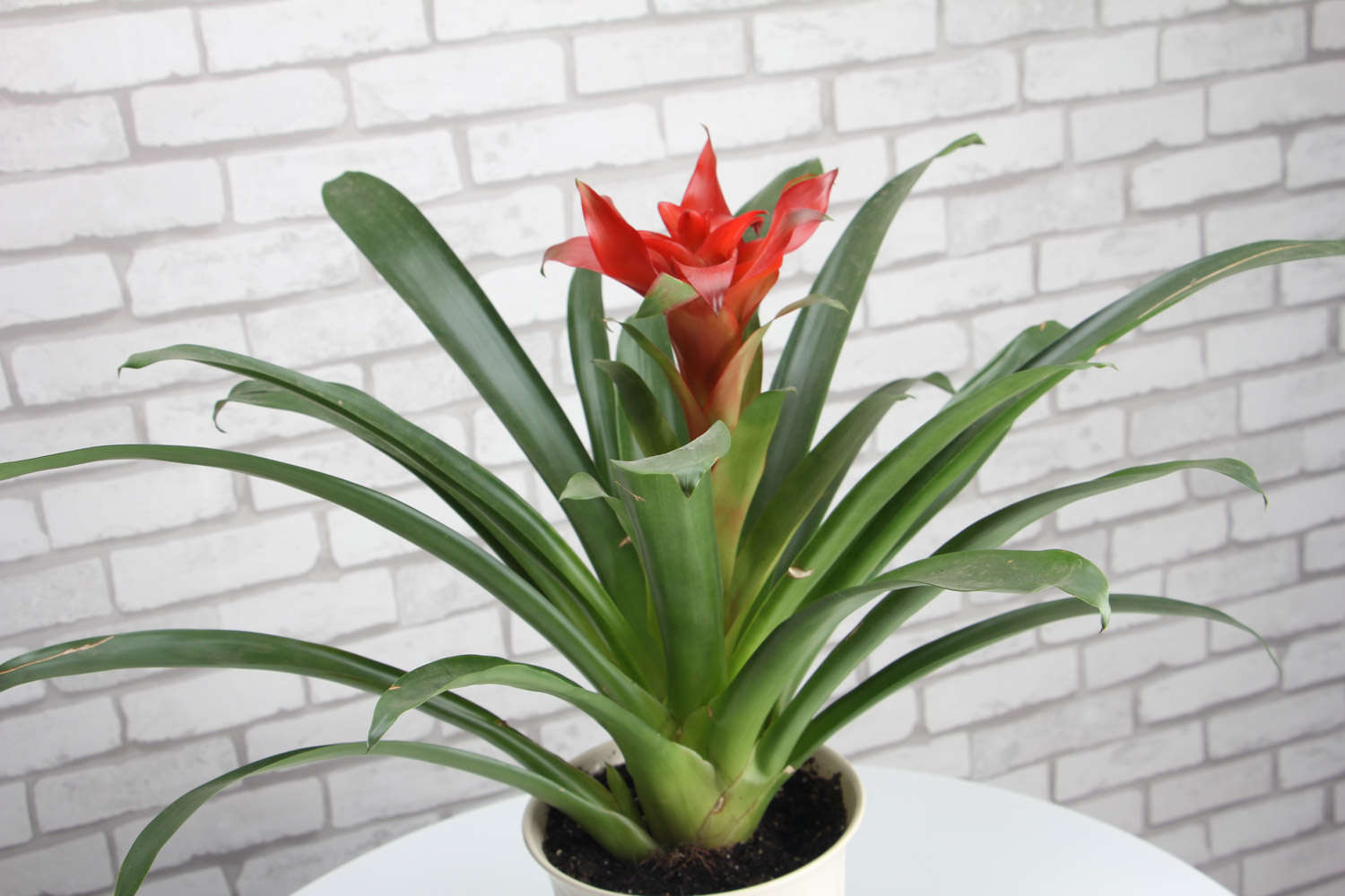 鸿运当头 鸿运当头