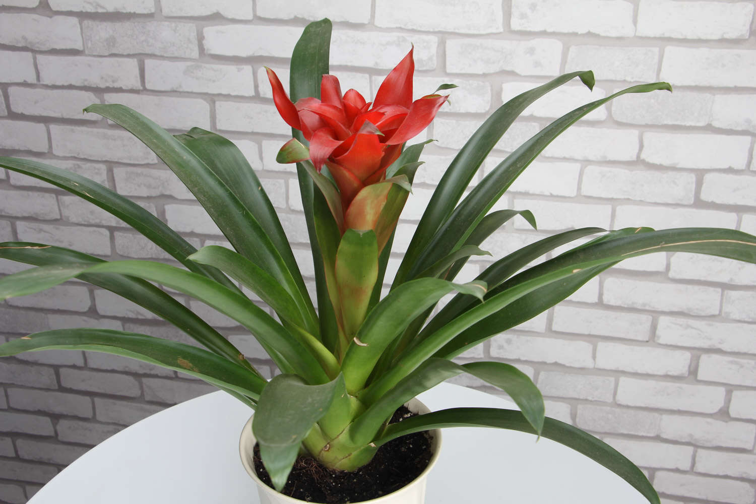 鸿运当头 鸿运当头