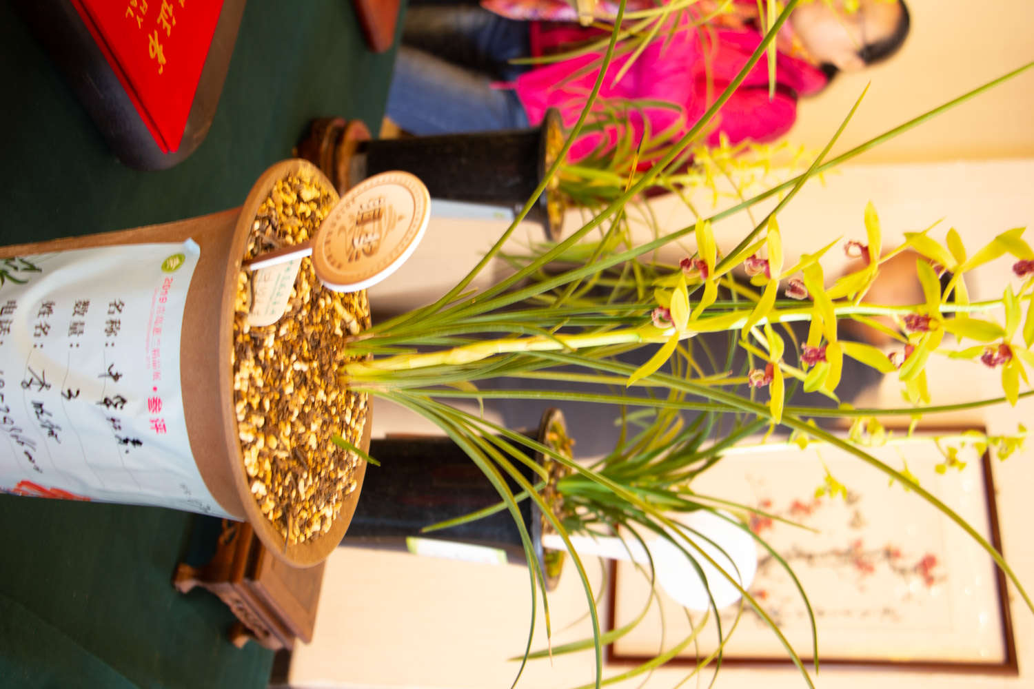 兰花用苔藓做盆面好吗