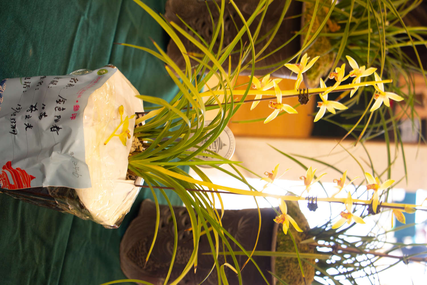 怎么养兰花的品质更好