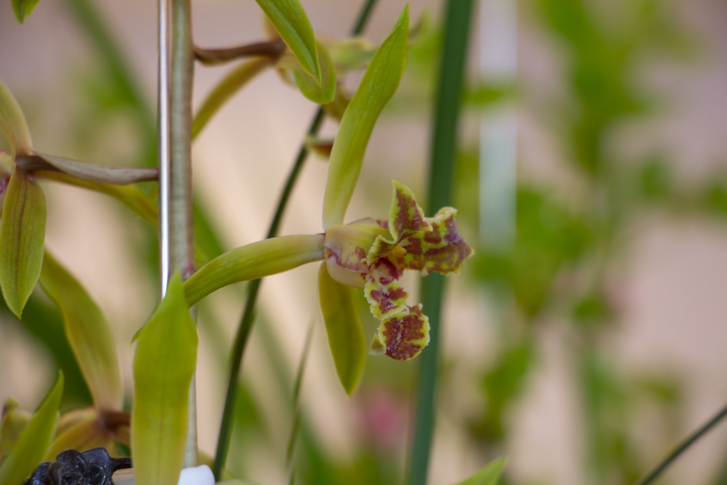 北方地区怎样才能养好兰花