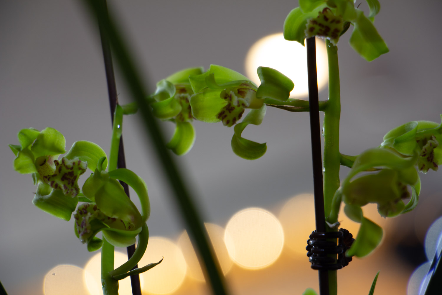 兰花怎样预防病虫害