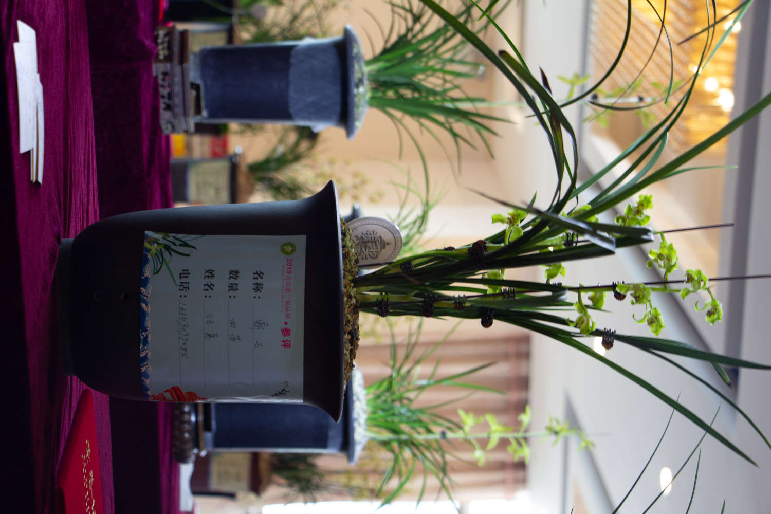 怎样进行干法养兰