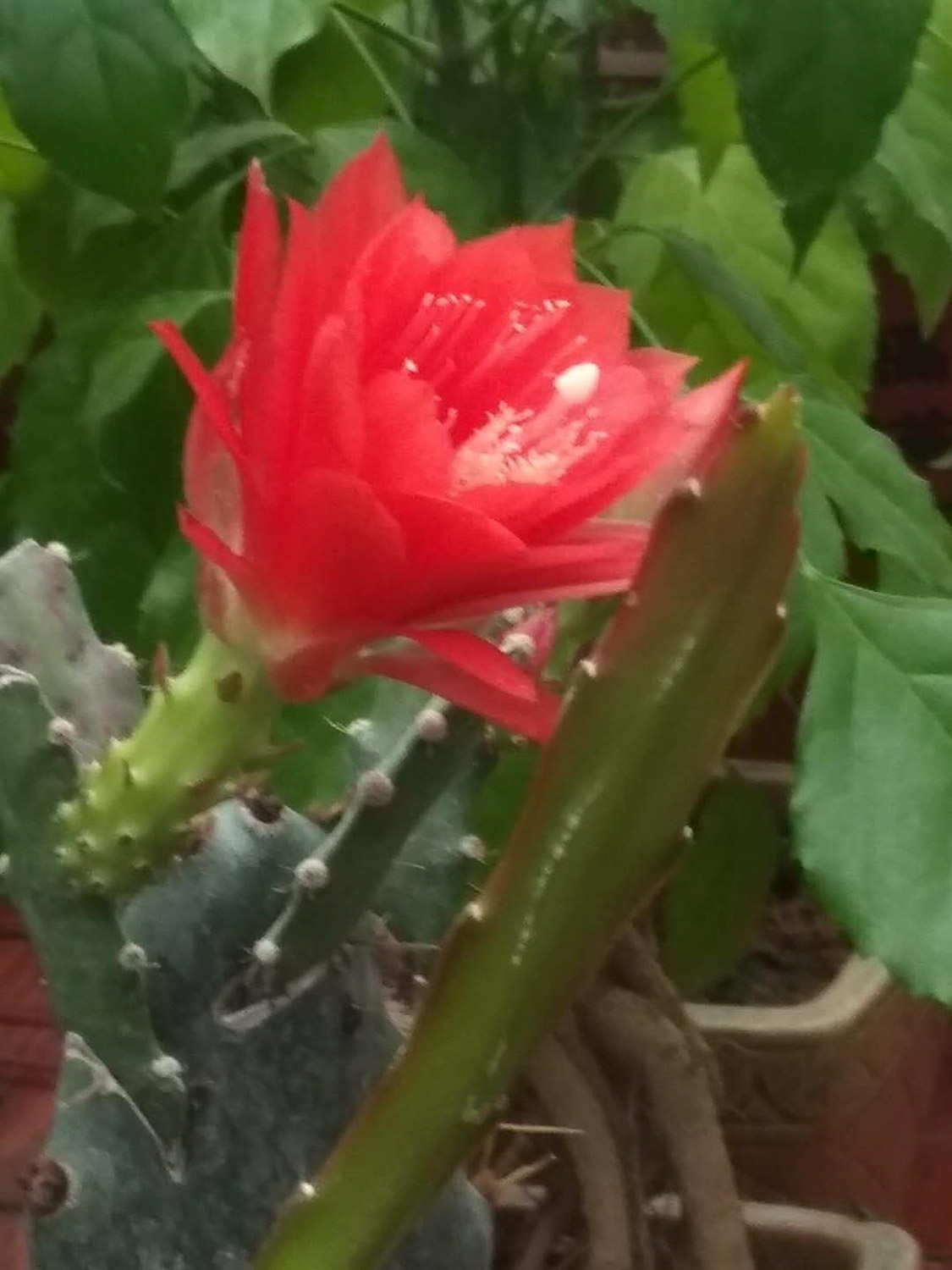 令箭荷花怎么扦插