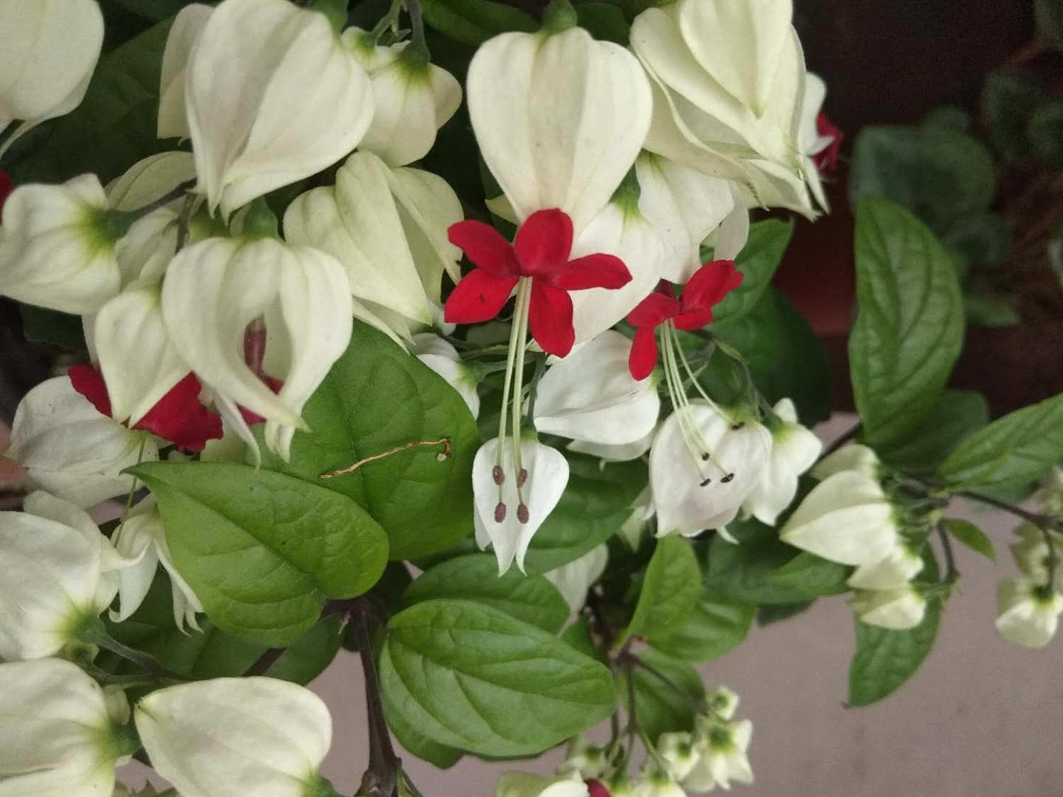 龙吐珠的养殖方法和注意事项