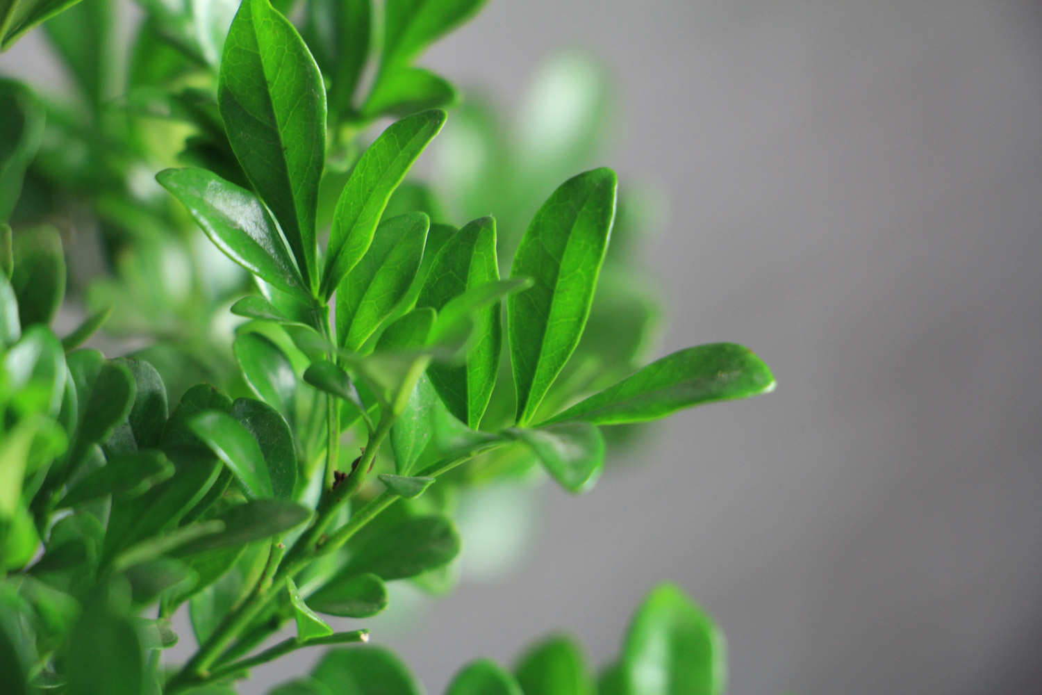 米兰花怎么换盆