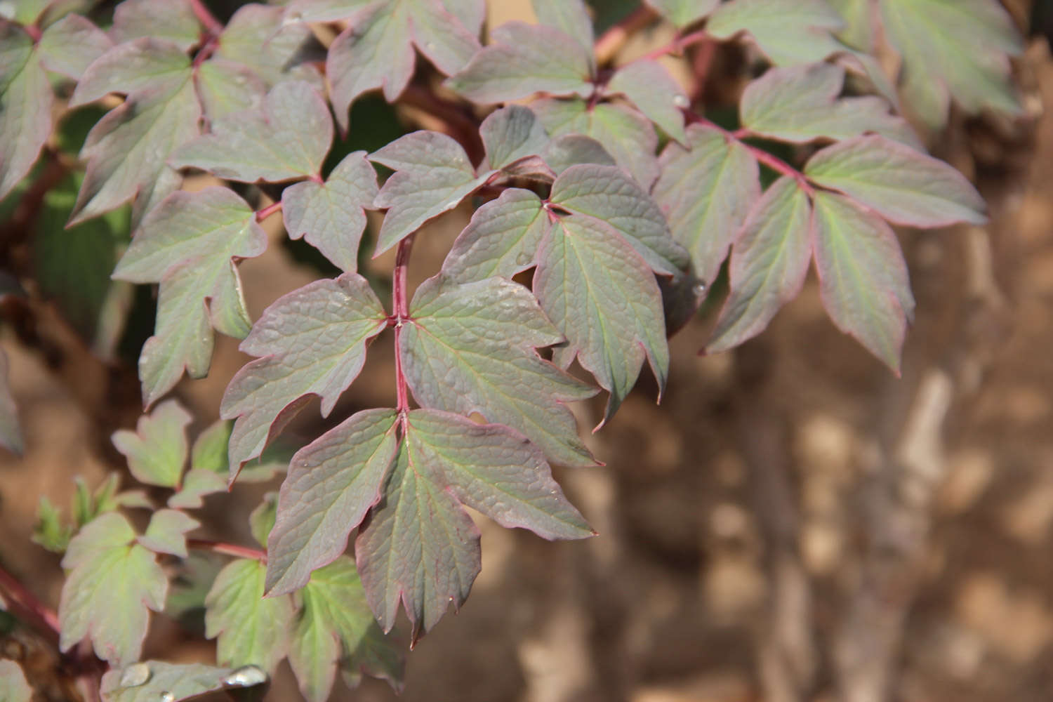 牡丹花怎么度夏