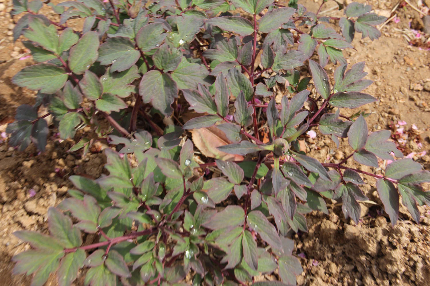 牡丹什么时候开花