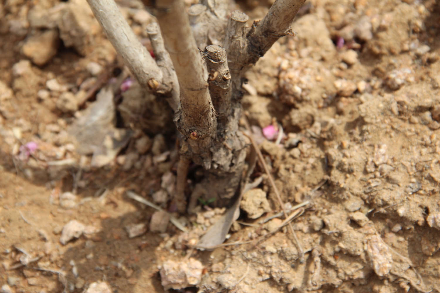 牡丹花怎么换盆