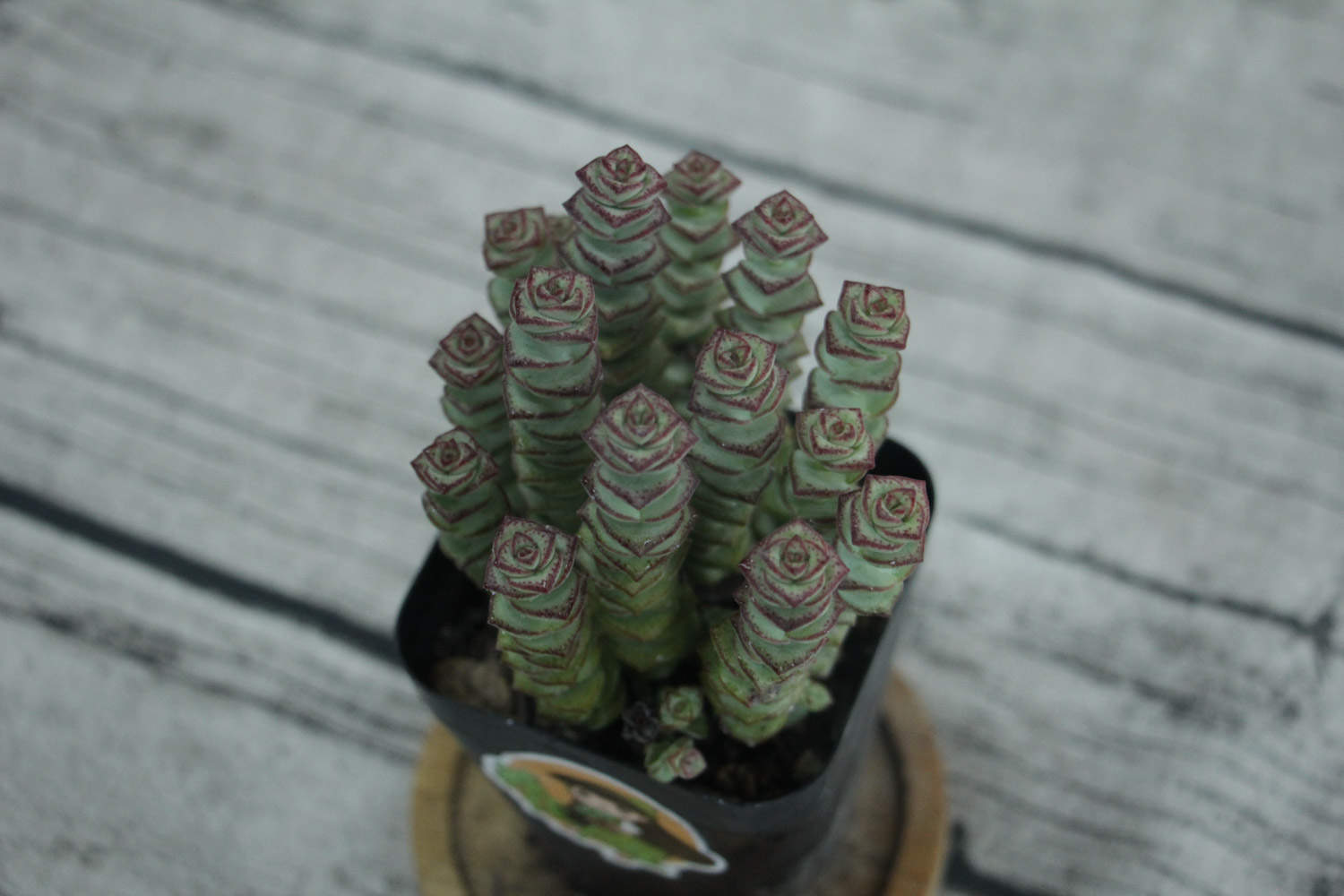 钱串怎么养长得快