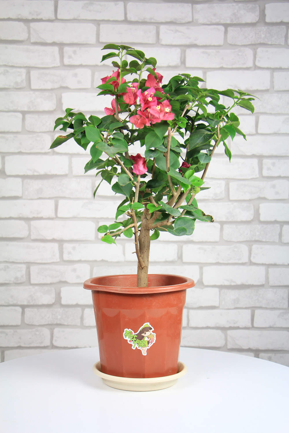 怎么让三角梅全年开花