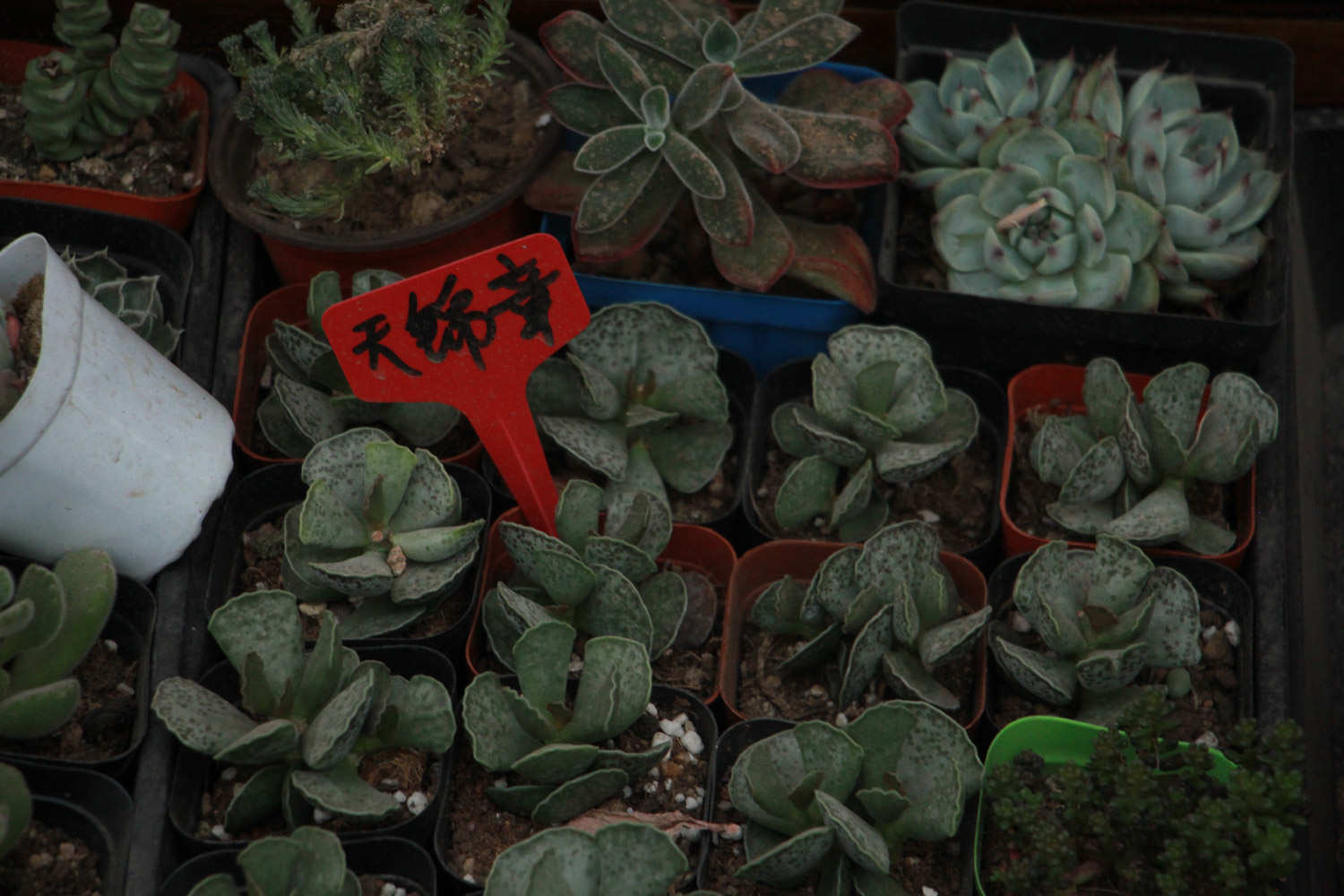 天锦章属怎么养