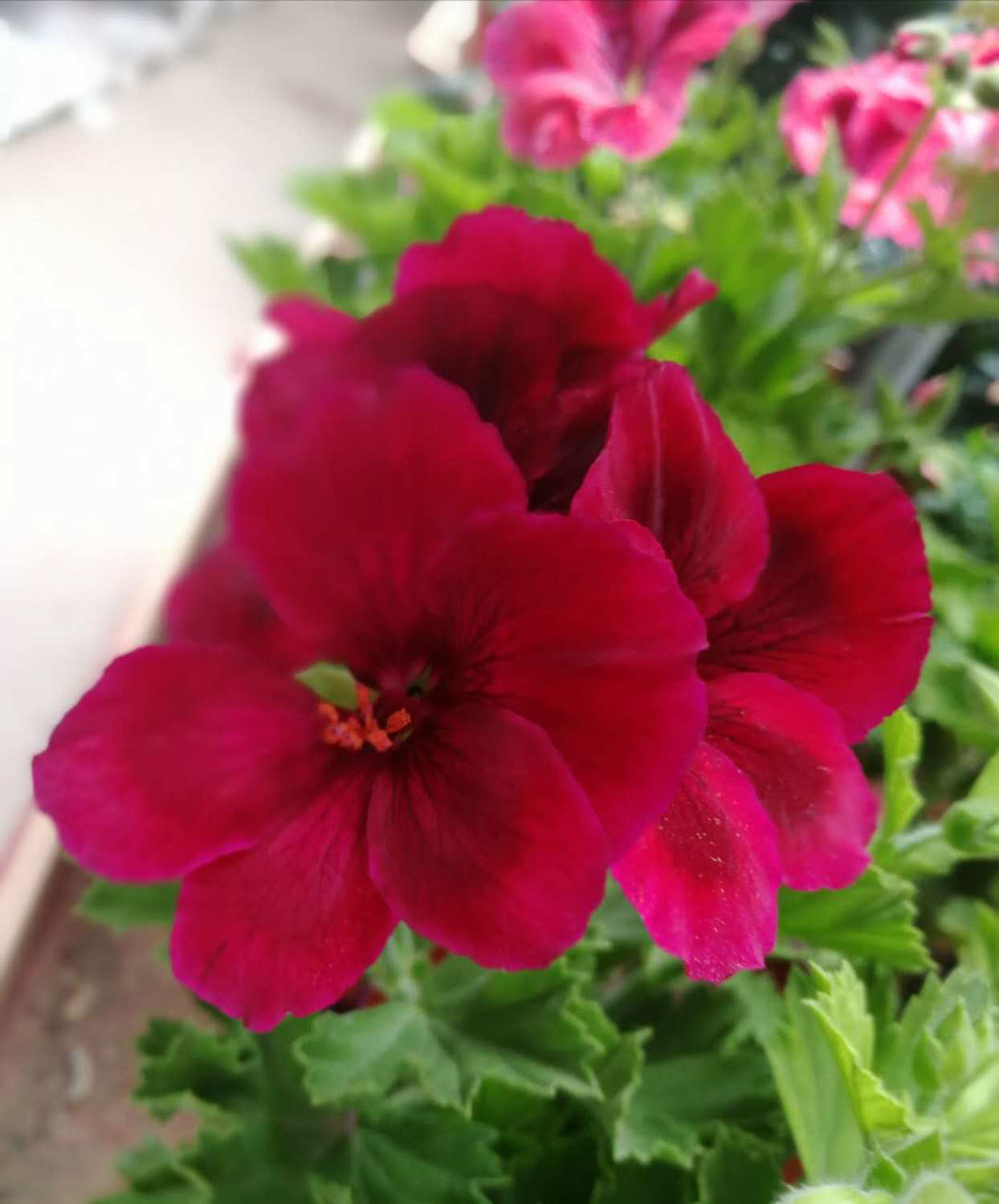 天竺葵有哪些品种