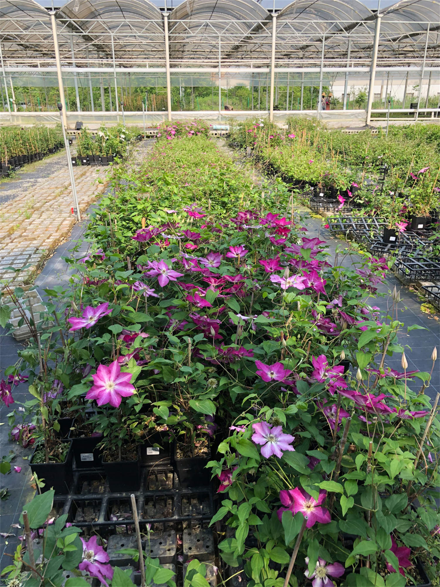 铁线莲的种植方法