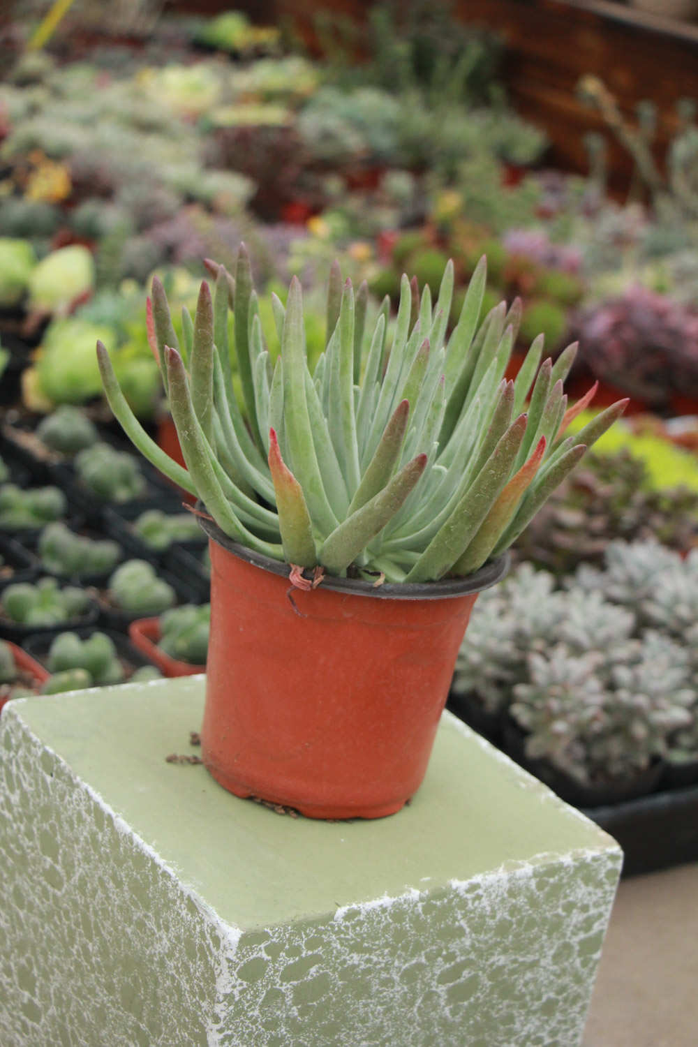 仙女杯怎么浇水