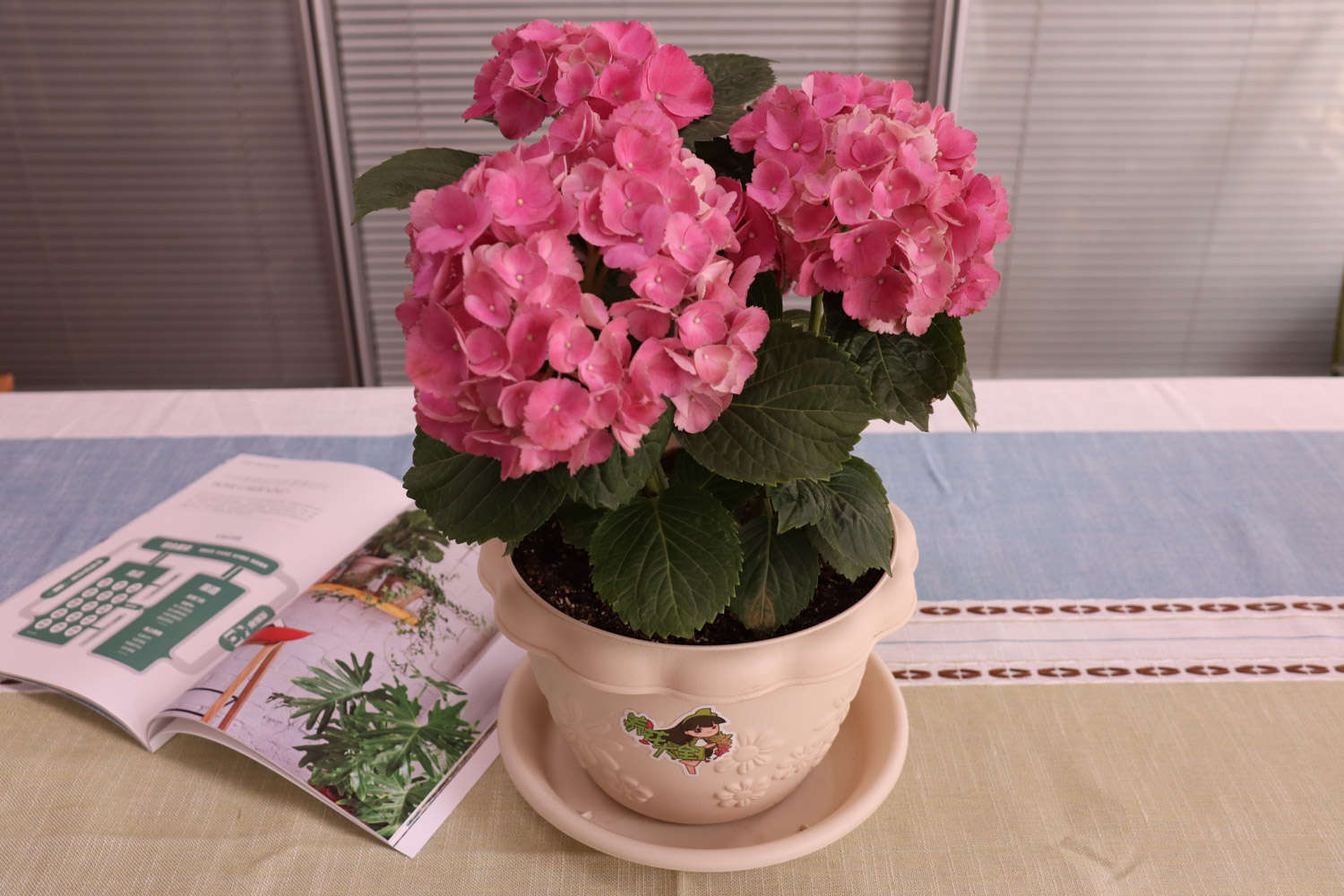 绣球好养吗，什么品种好养