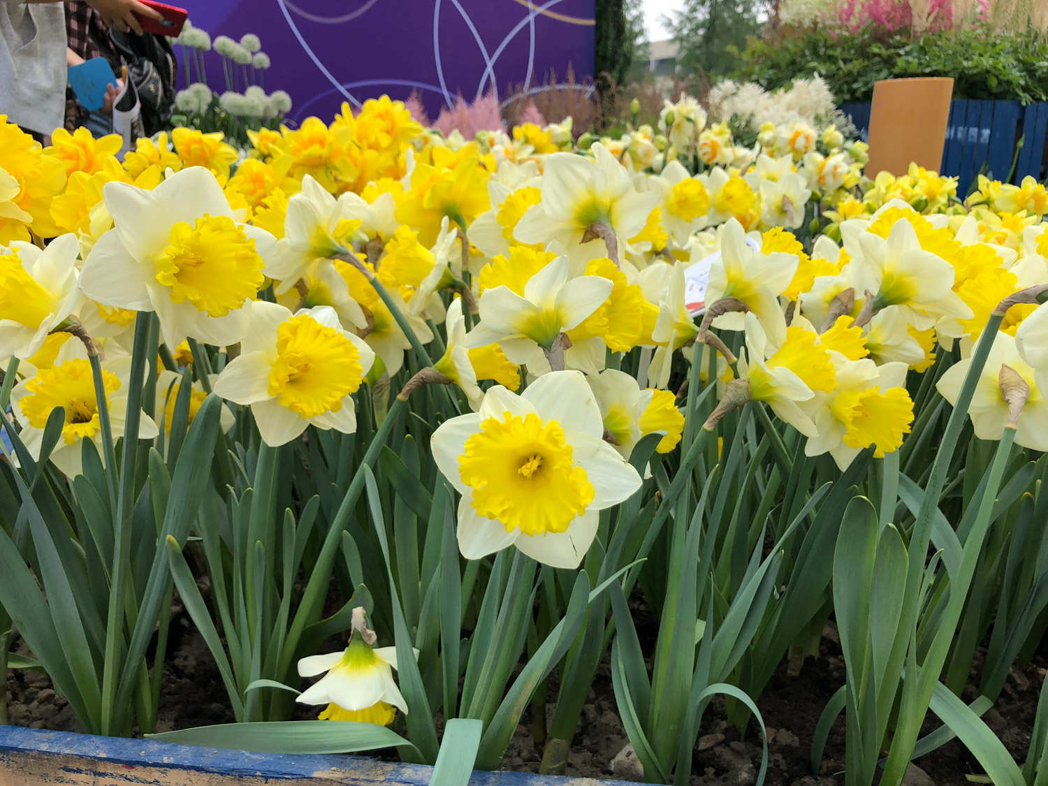 洋水仙的繁殖方法