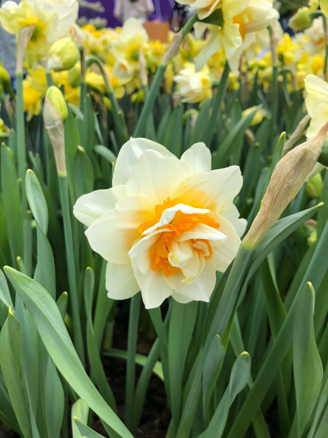 洋水仙可以水培吗，怎么水培