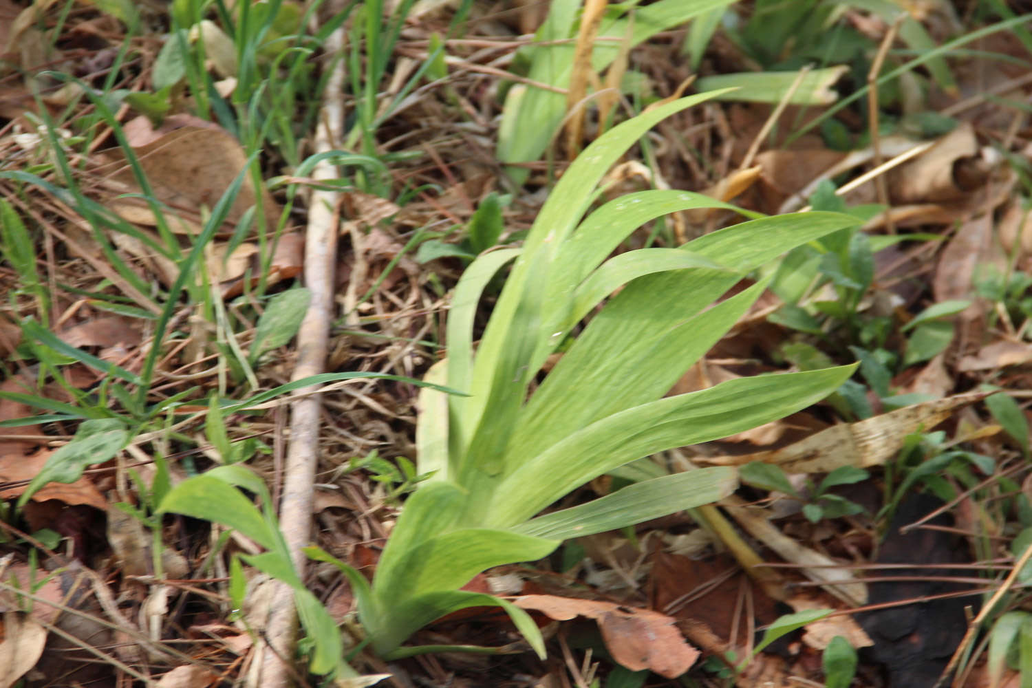鸢尾怎么浇水？注意这五点！