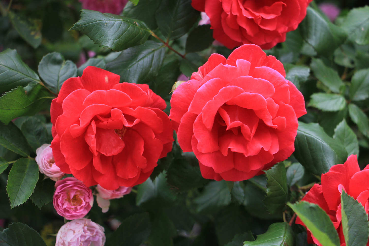 月季花春季修剪