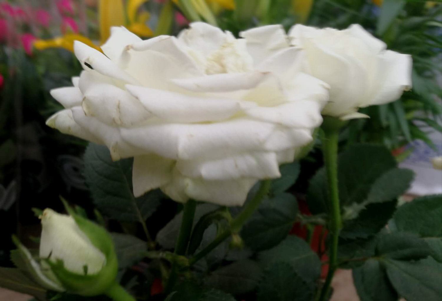 月季多肉...从牙签苗到撑爆盆，30天就搞定！