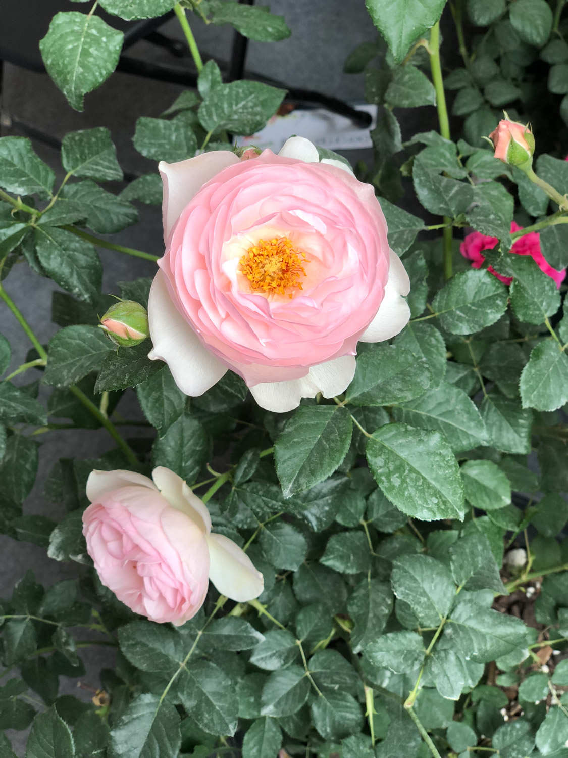 月季花冬季的室外管理