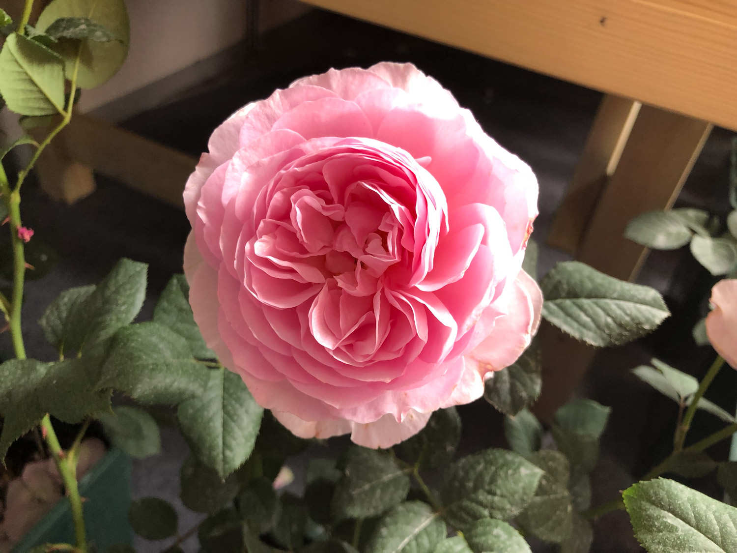 月季盆栽各阶段的养护管理