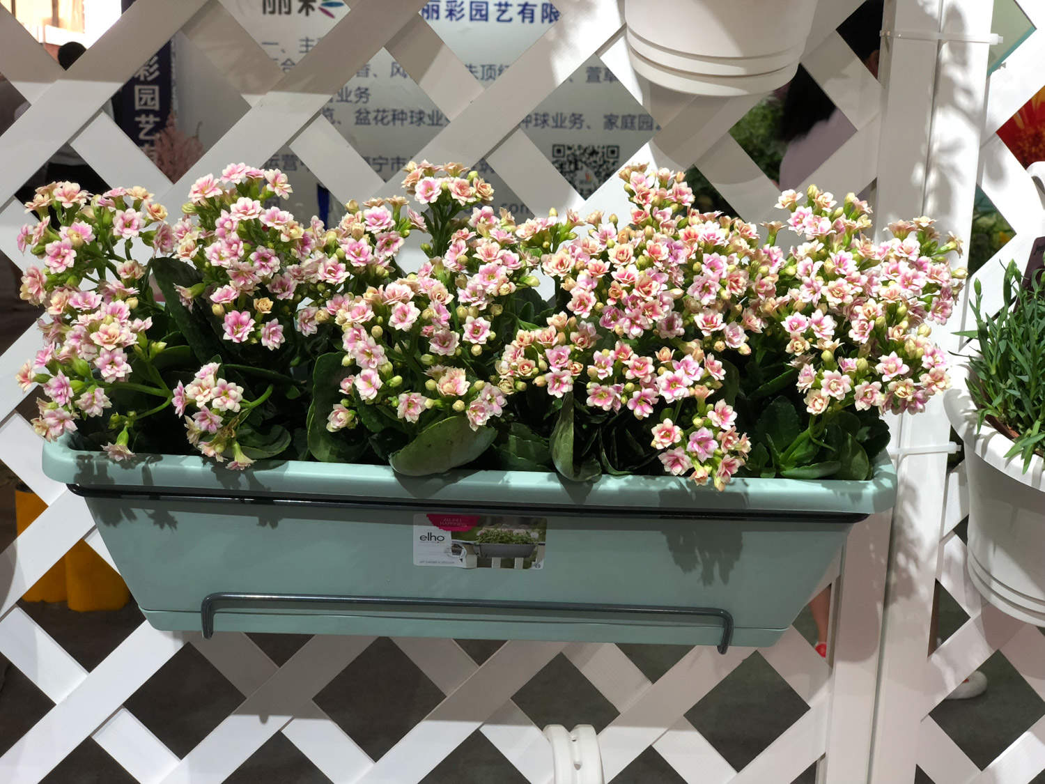 长寿花花期怎么护理