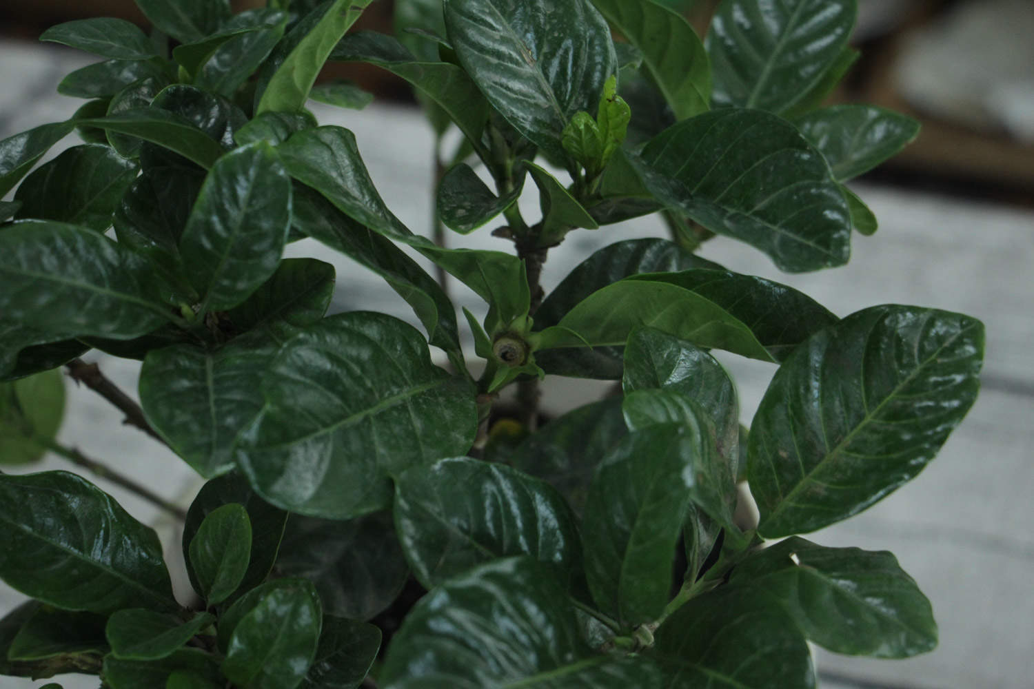 栀子花怎么延长花期