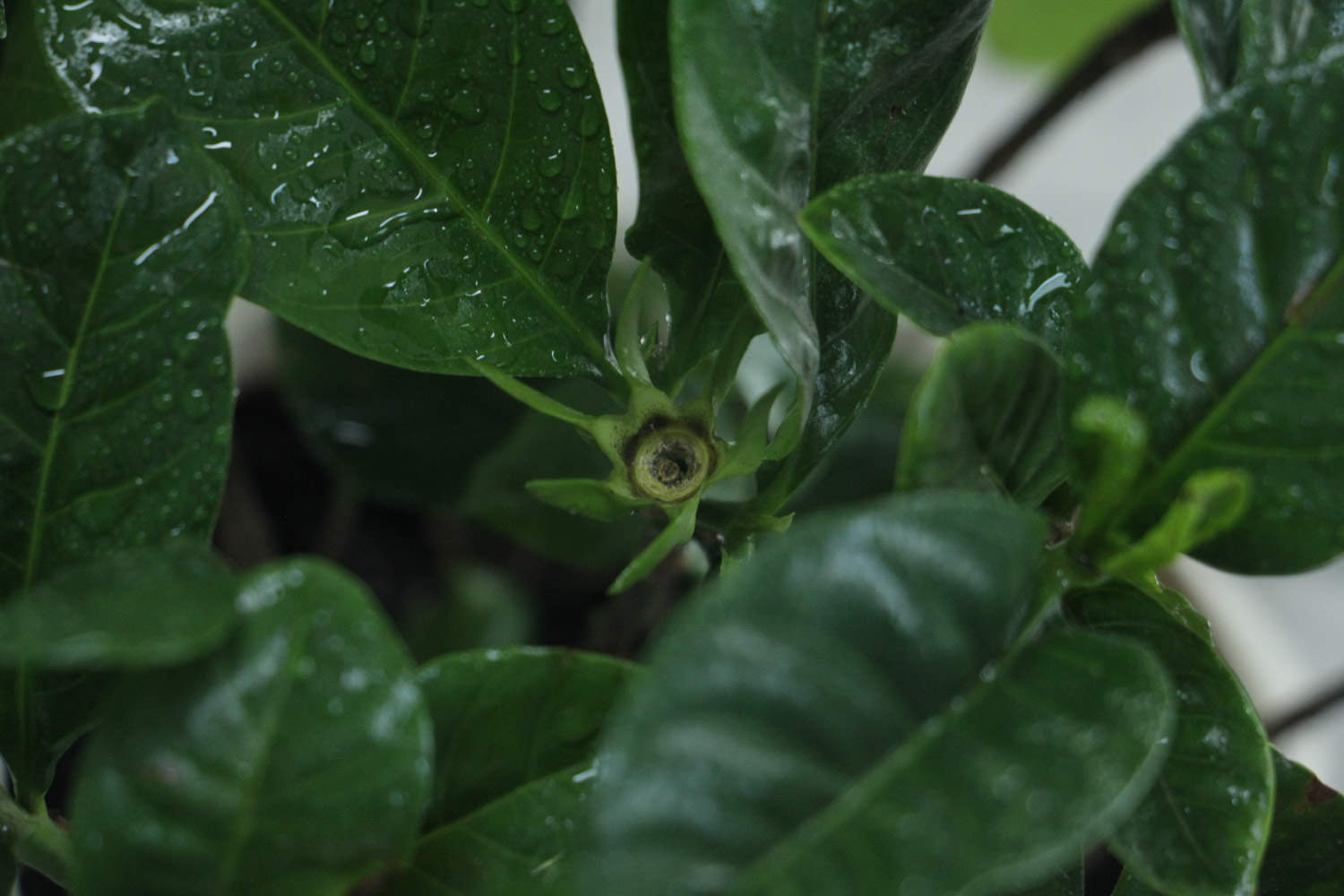 栀子花可以浇啤酒吗