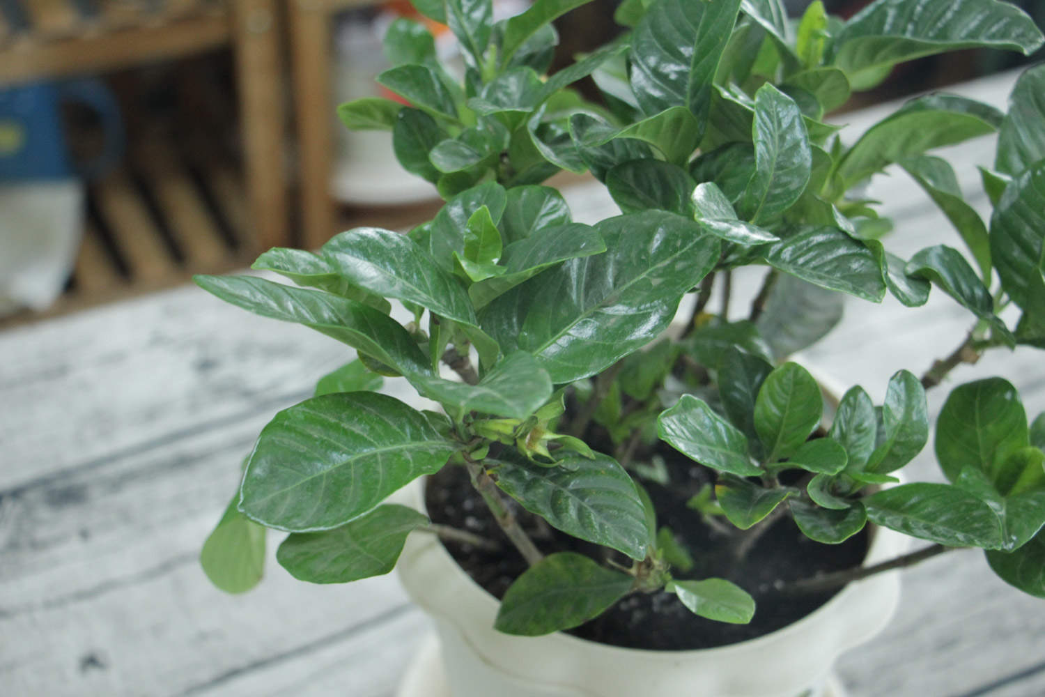 栀子黄叶掉花苞？这么养，绿得流油，立马开爆盆！