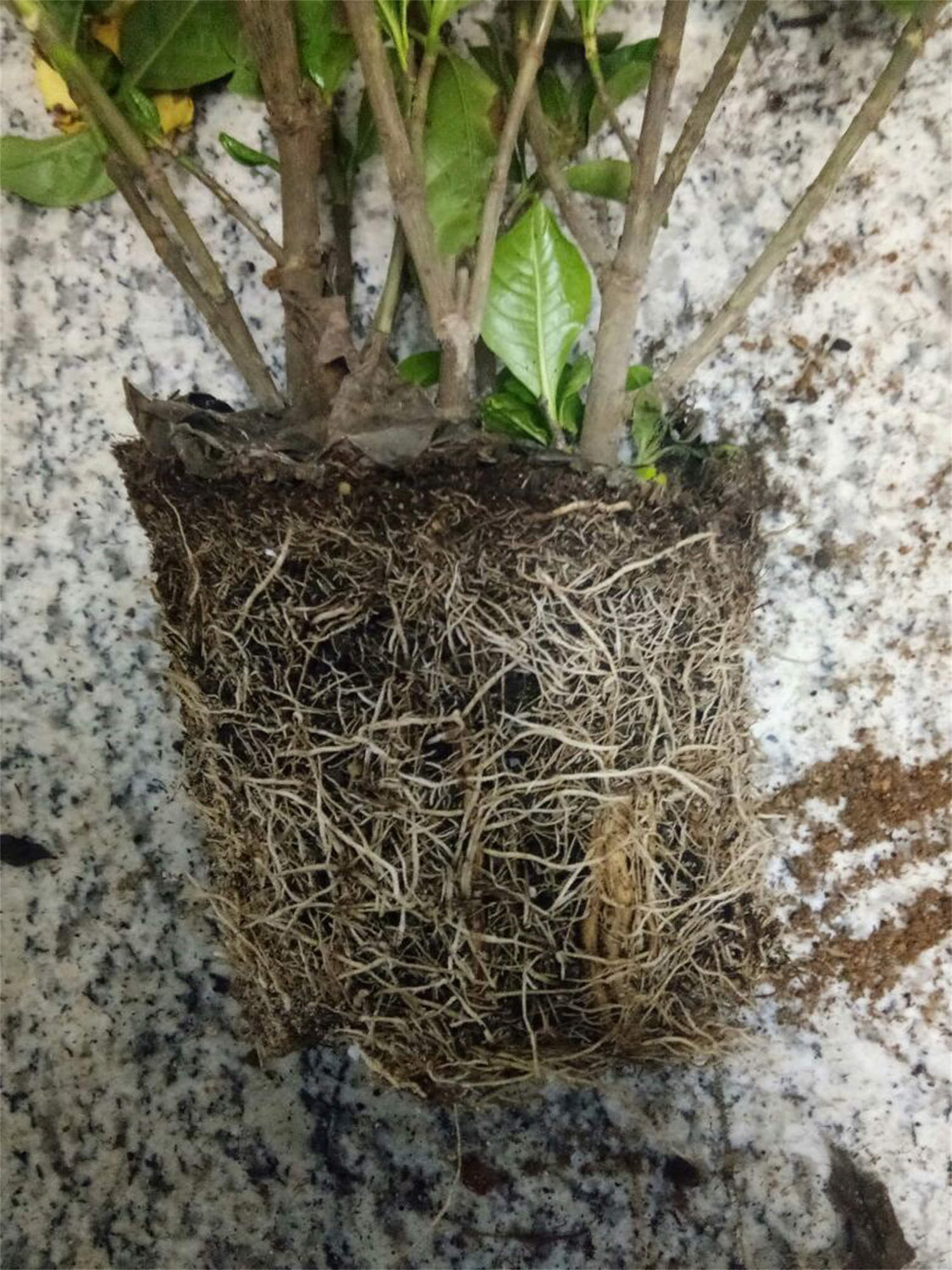 栀子花苞多长时间开花