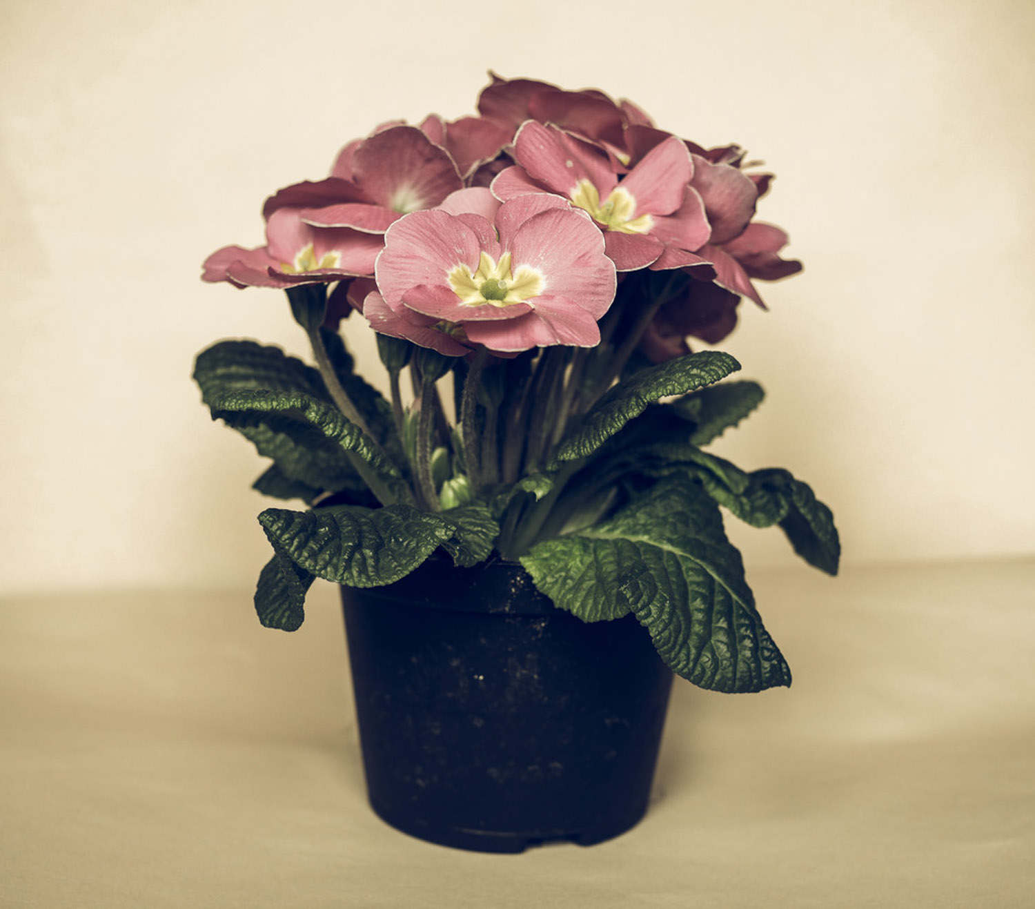 报春花常见的种类有哪些