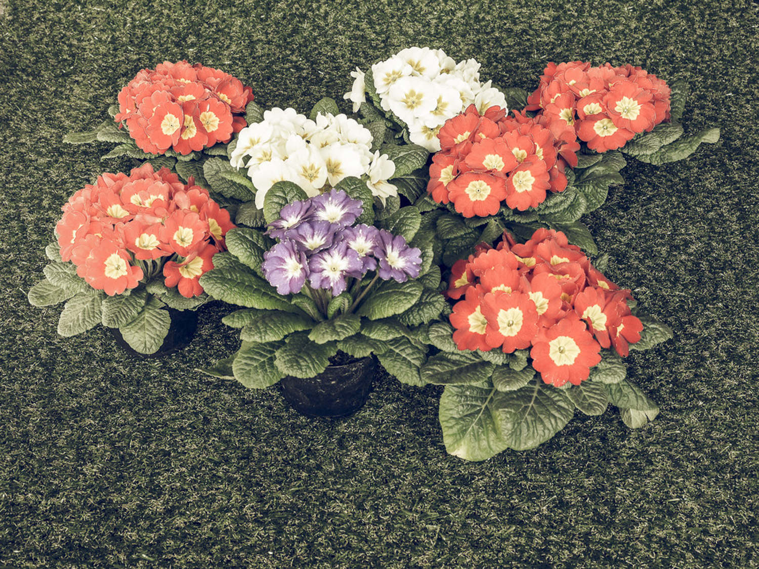 报春花的养殖方法