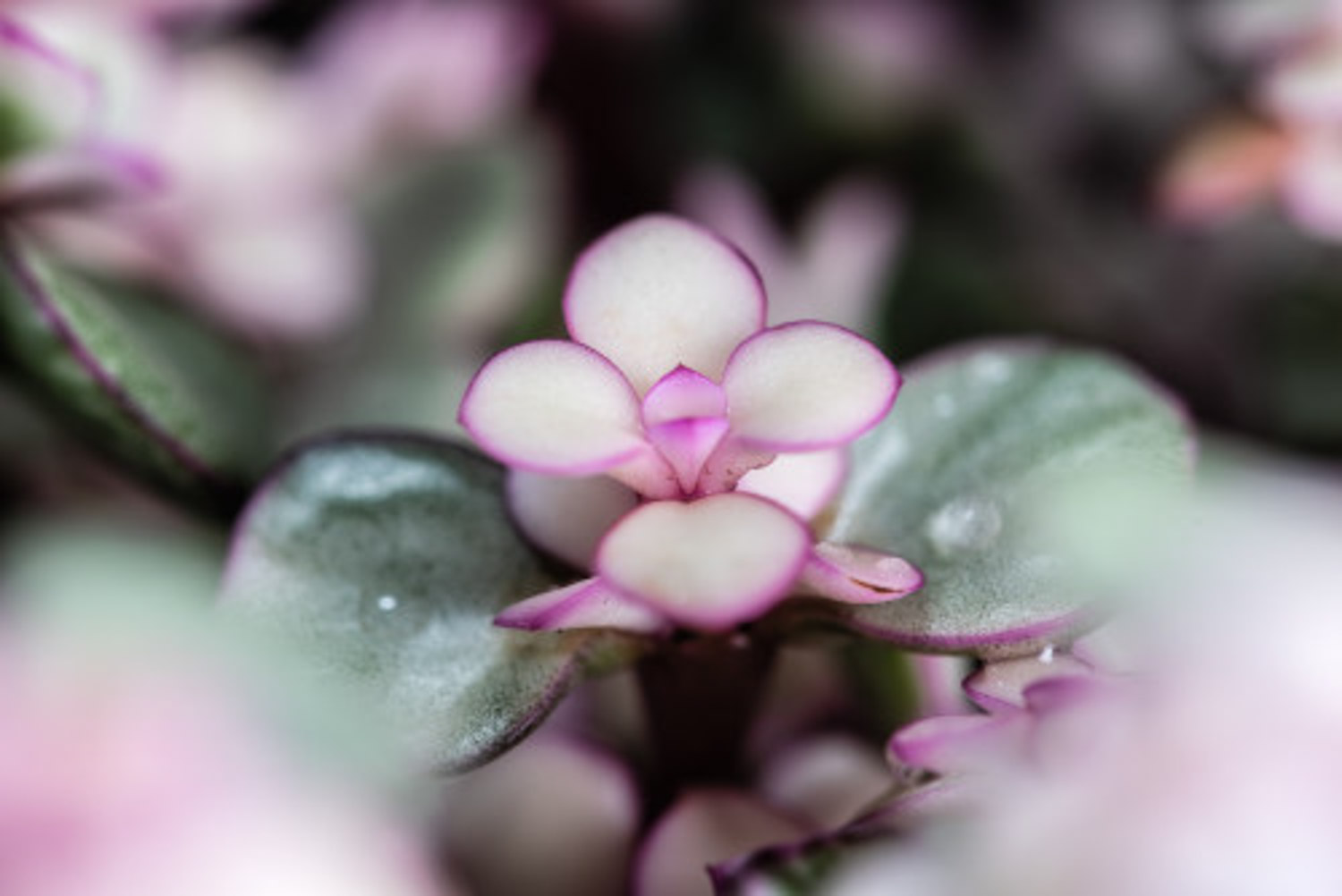 金枝玉叶 金枝玉叶