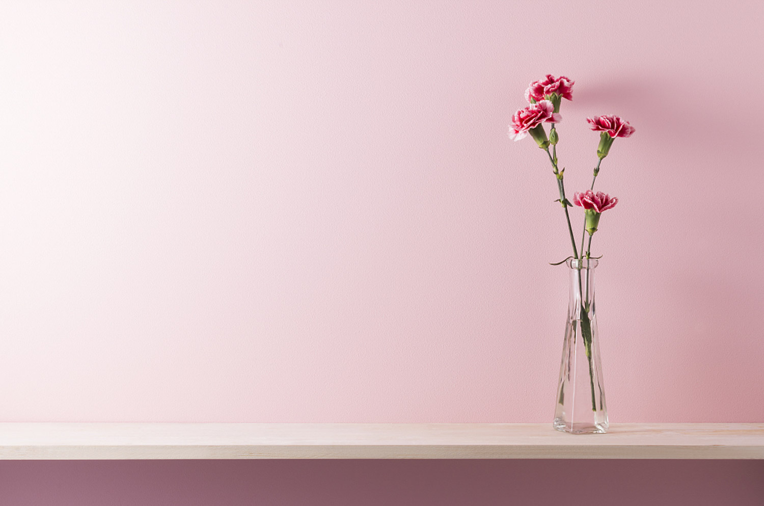 康乃馨怎么浇水？