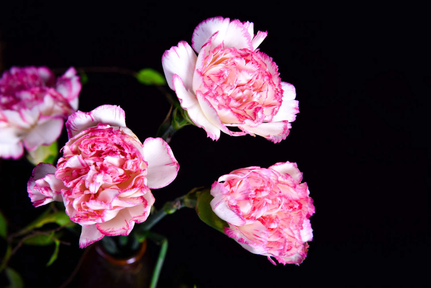 康乃馨多久浇一次水