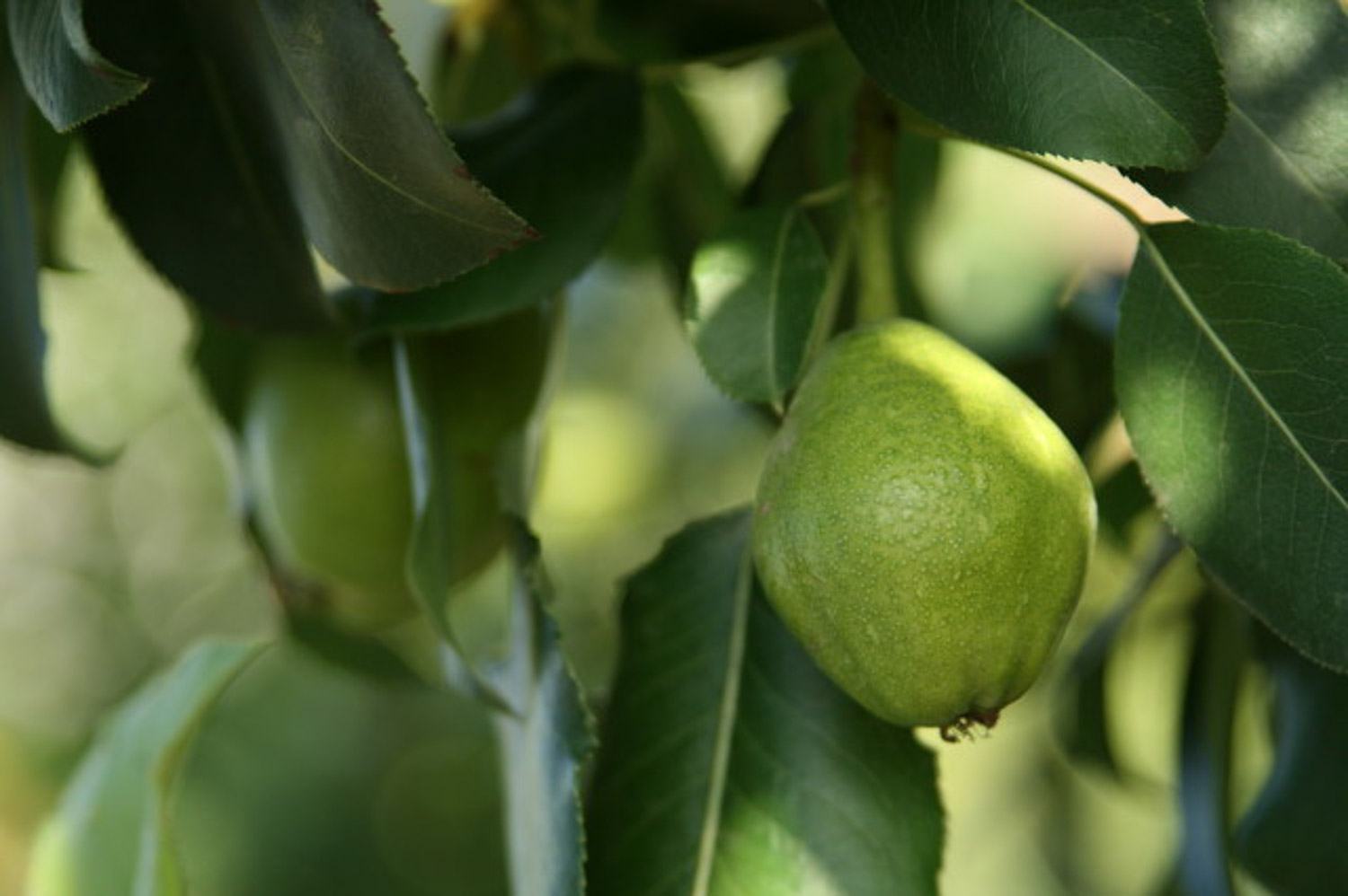 梨树的品种有哪些