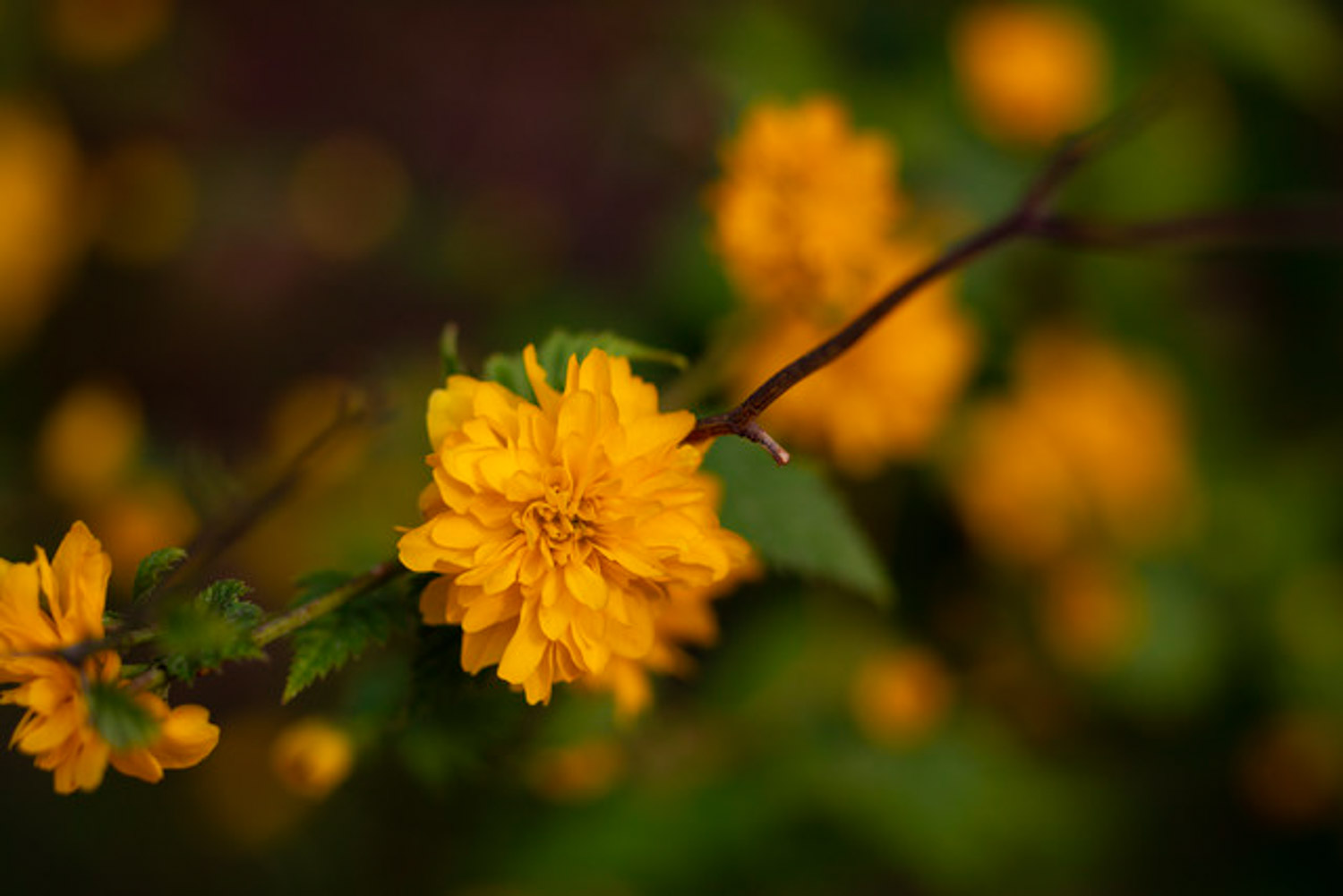 泰安适合养什么花，市花和市树是什么