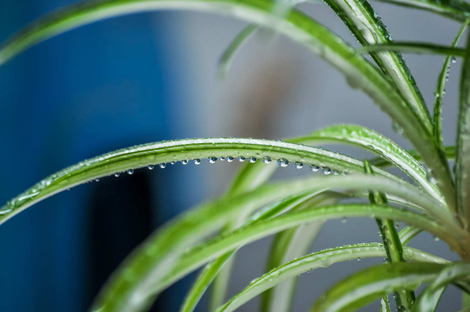 种植吊兰的注意事项