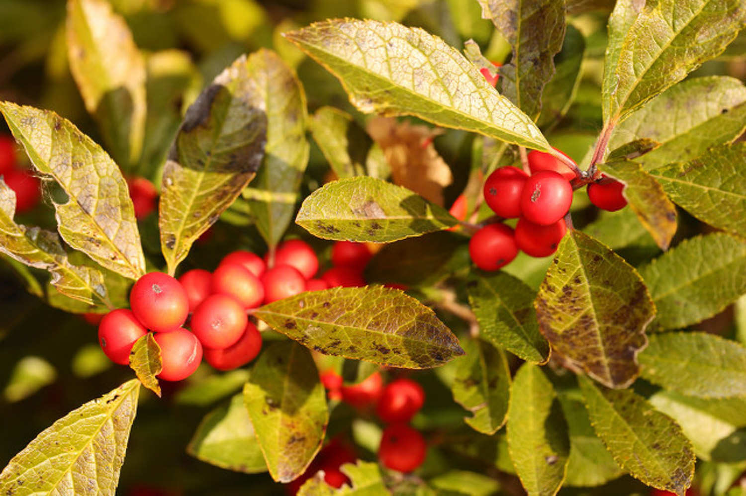 冬青的种类有哪些