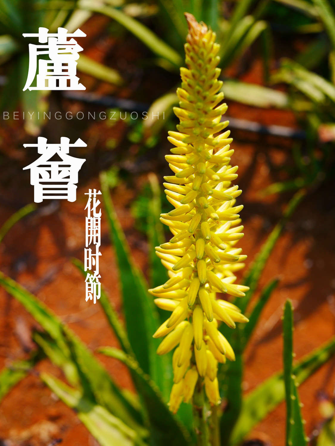 治病美容炒菜吃,这种花养一阳台都不嫌多