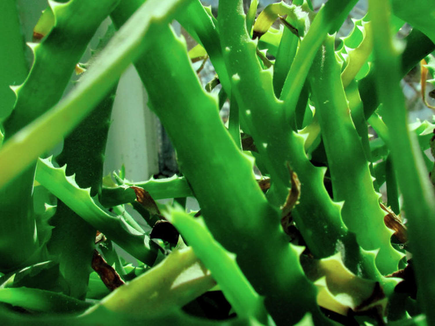 芦荟的繁殖方法