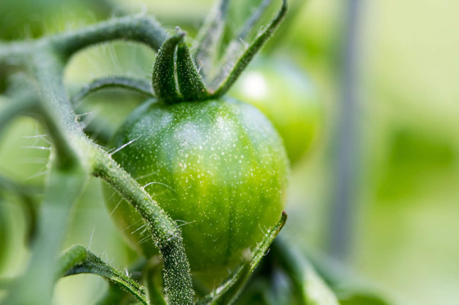 买回来番茄种子要怎么播种