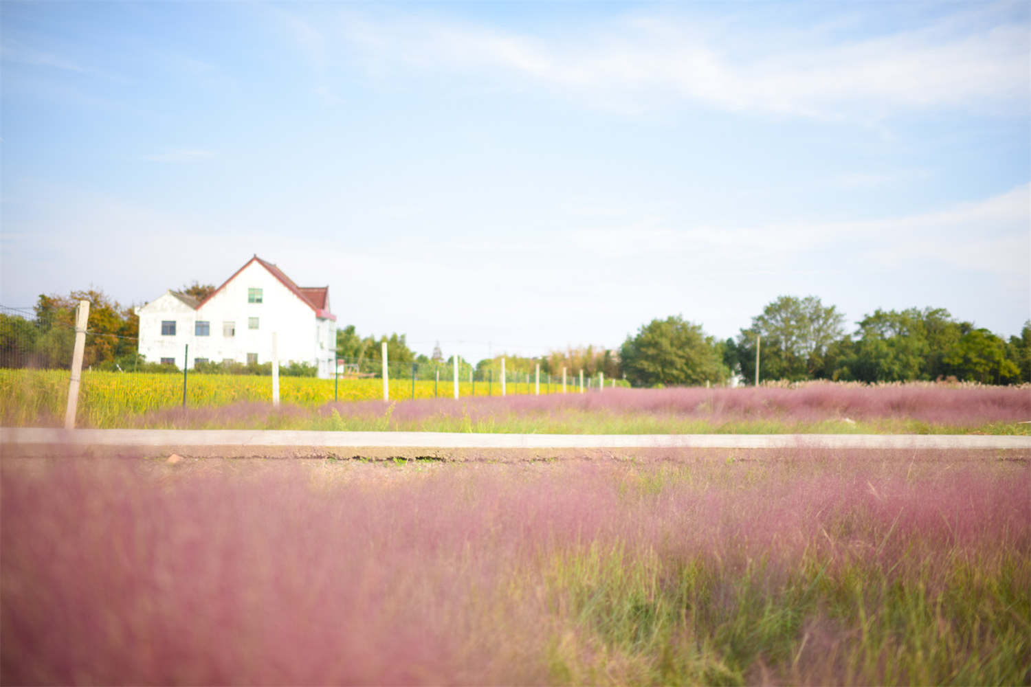 粉黛乱子草 粉黛乱子草