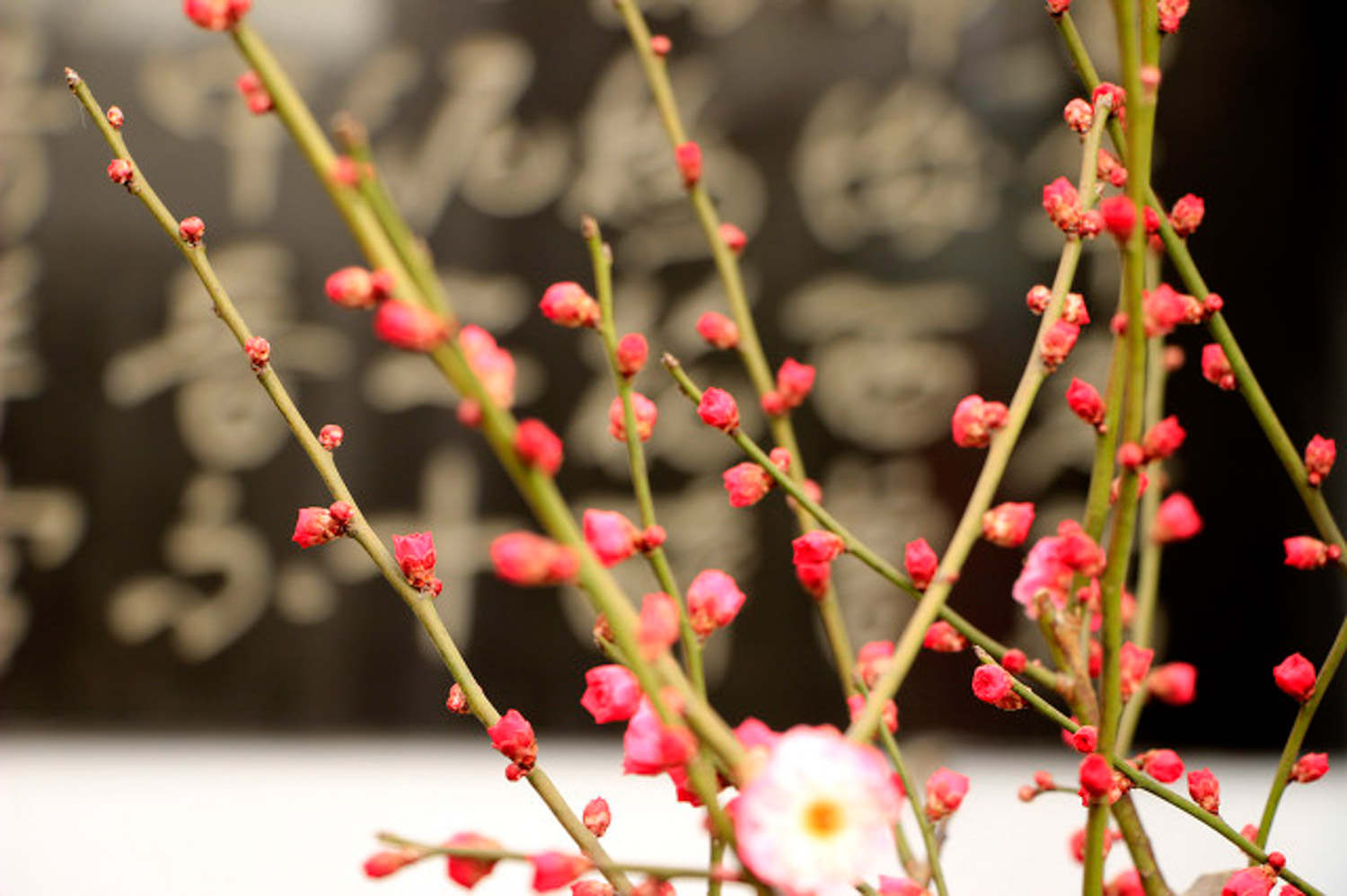 梅花入冬前该如何养护