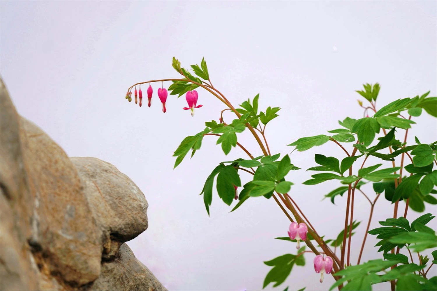 荷包牡丹的养殖方法