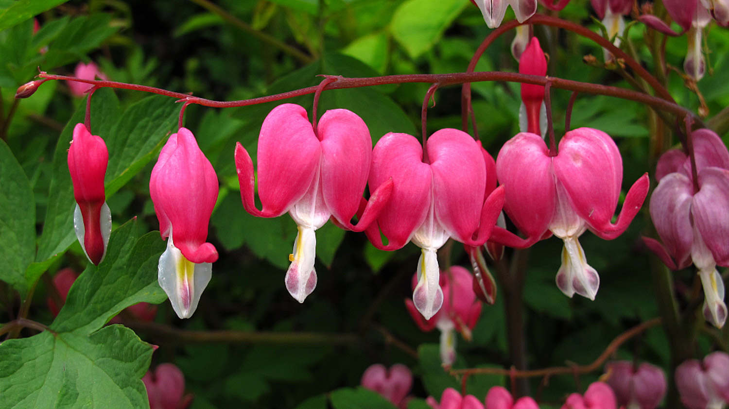 荷包牡丹有哪些品种