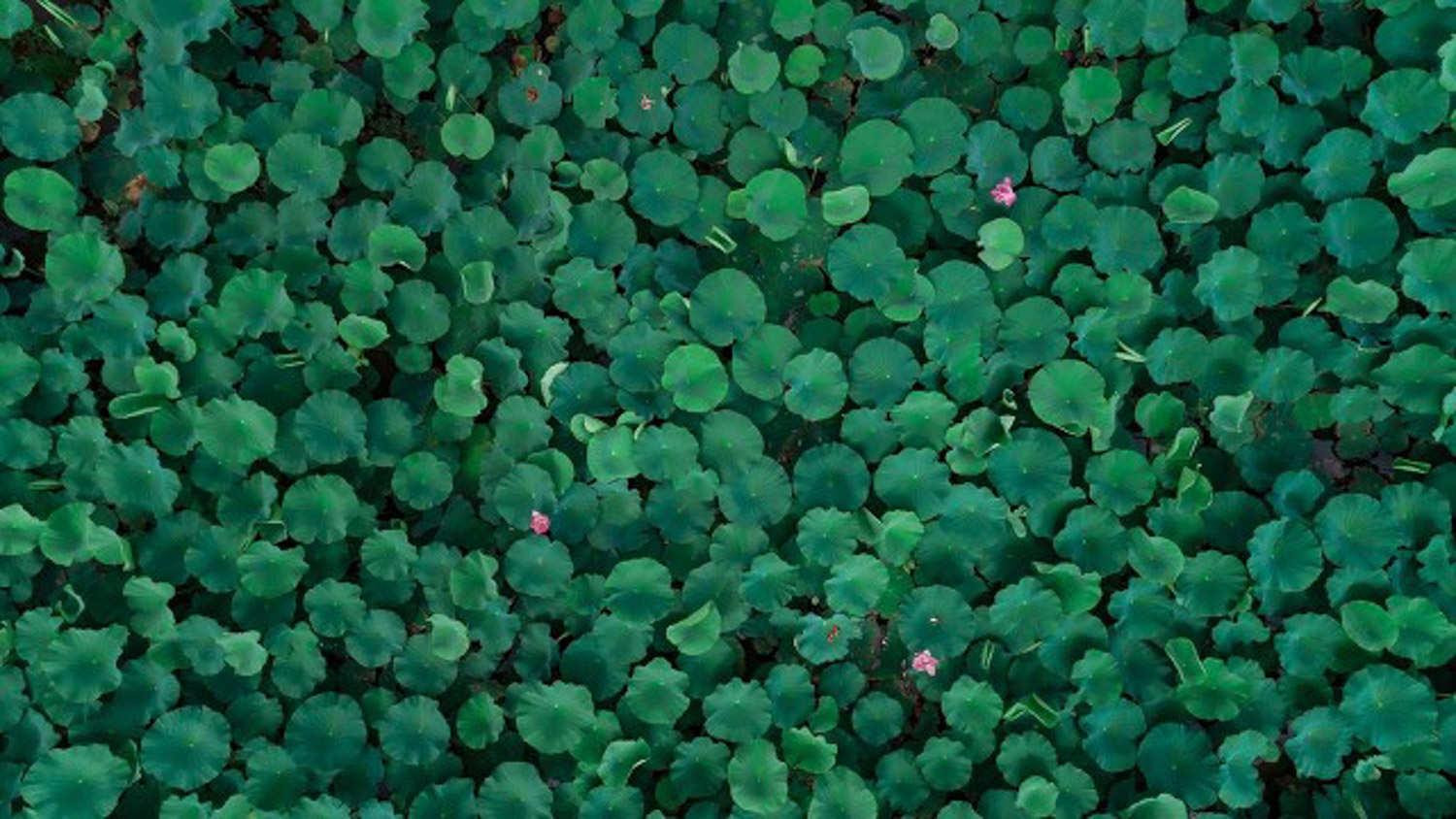 盆荷花的种植方法