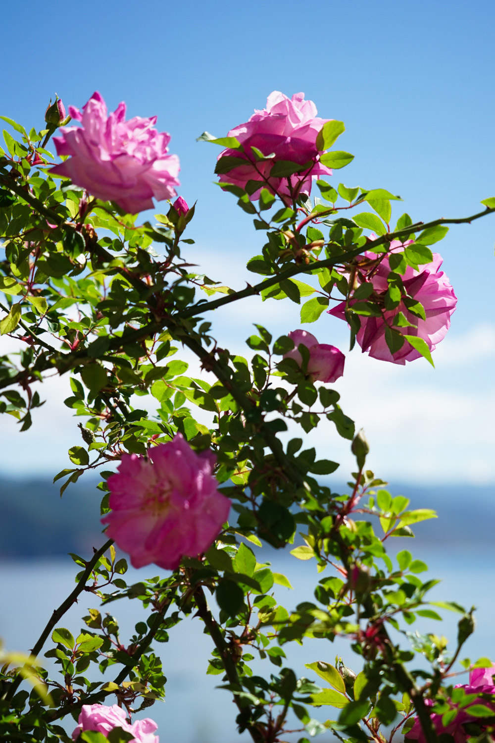 蔷薇的繁殖方法